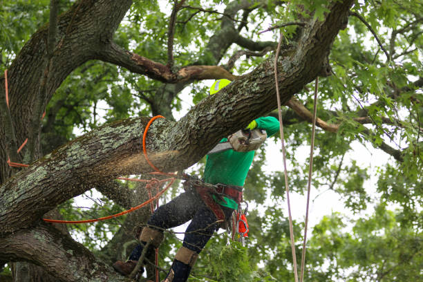 How Our Tree Care Process Works  in  Mound, MN